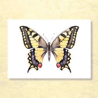 Vlinder Rood Geel Zwart - Ansichtkaart