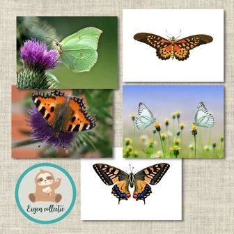 Vlinders - Set van 5 Ansichtkaarten
