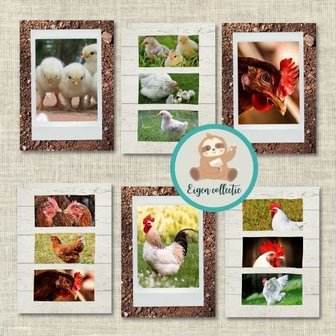 Kippen - Set  van 6 Ansichtkaarten