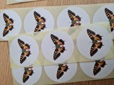 Vlinder Breed - Set van 10 Stickers
