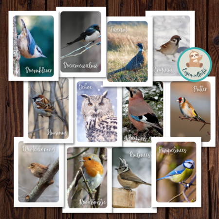 Vogels Foto's Winter - Set van 12 Ansichtkaarten
